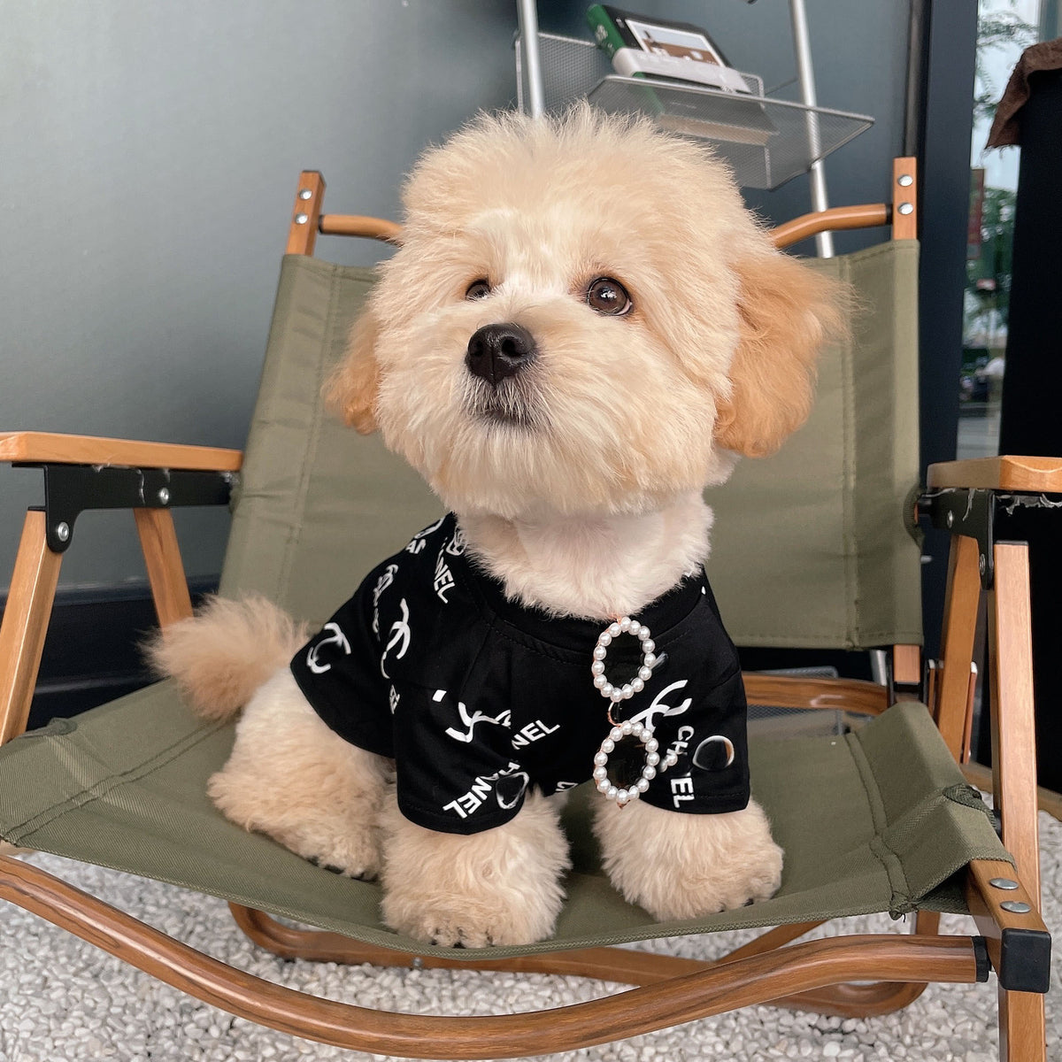 Small light brown dog wearing black and white Chanel print dog shirt with pearl frame sunglasses on sleeve