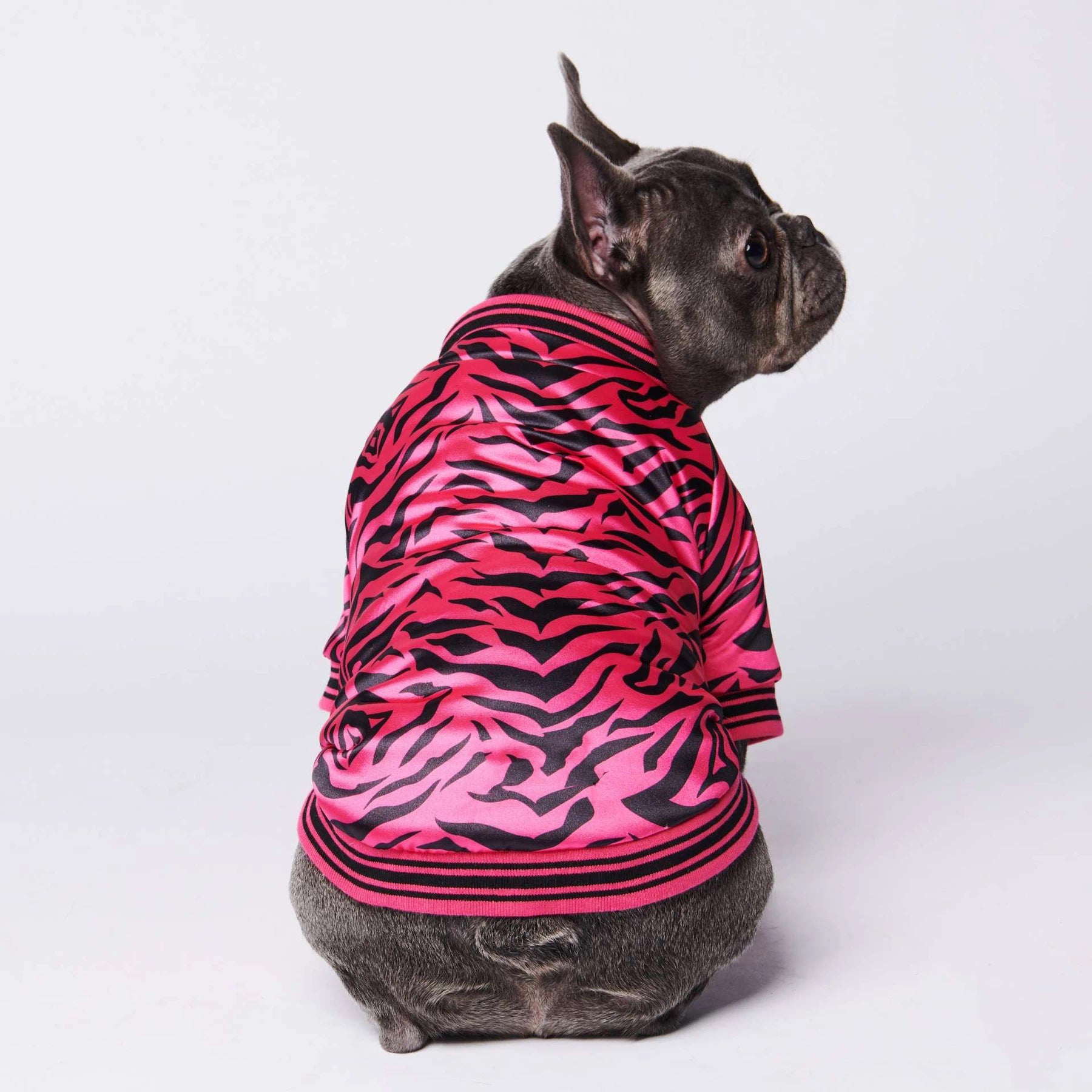 Hot pink zebra dog jacket