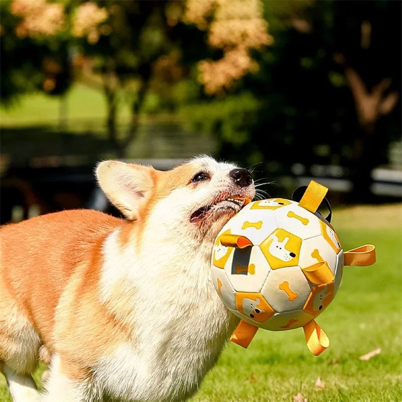 Corgi dog biting a white and yellow inflatable dog toy ball outdoors in a sunny park