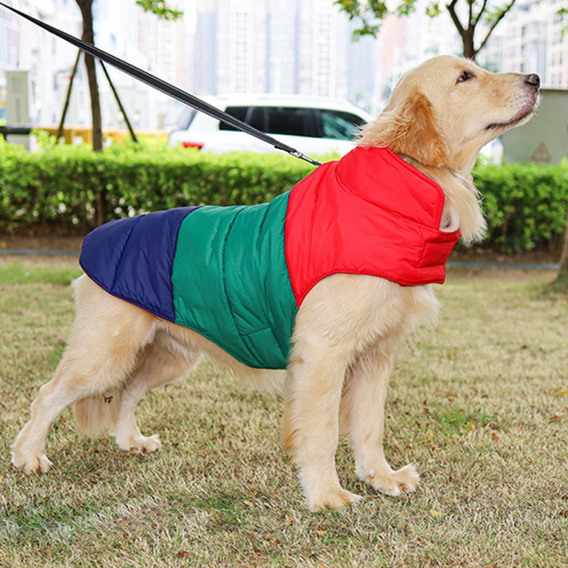 Golden retriever wearing a red, green, and navy blue water-repellent dog jacket in a park