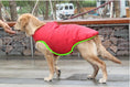 Charger l'image dans la visionneuse de la galerie, Golden retriever walking while wearing red insulated dog coat highlighted with green outline
