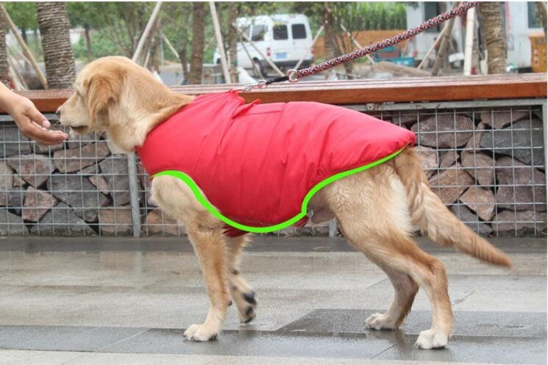 Golden retriever walking while wearing red insulated dog coat highlighted with green outline