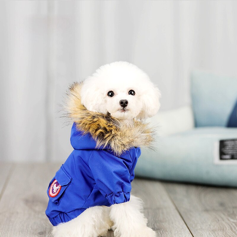 Small white dog wearing royal blue winter coat with faux fur hood indoors