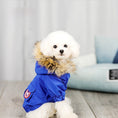 Load image into Gallery viewer, Small white dog sitting wearing royal blue winter coat with fur trim
