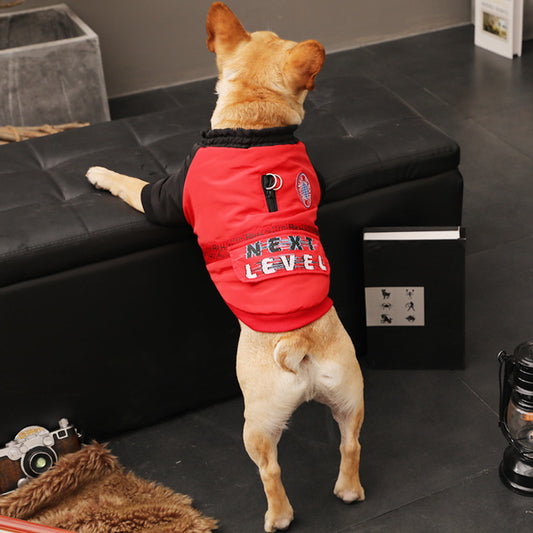 Rear view of a small tan French Bulldog stretching on a black leather seat wearing a red and black winter dog jacket with a patch and text