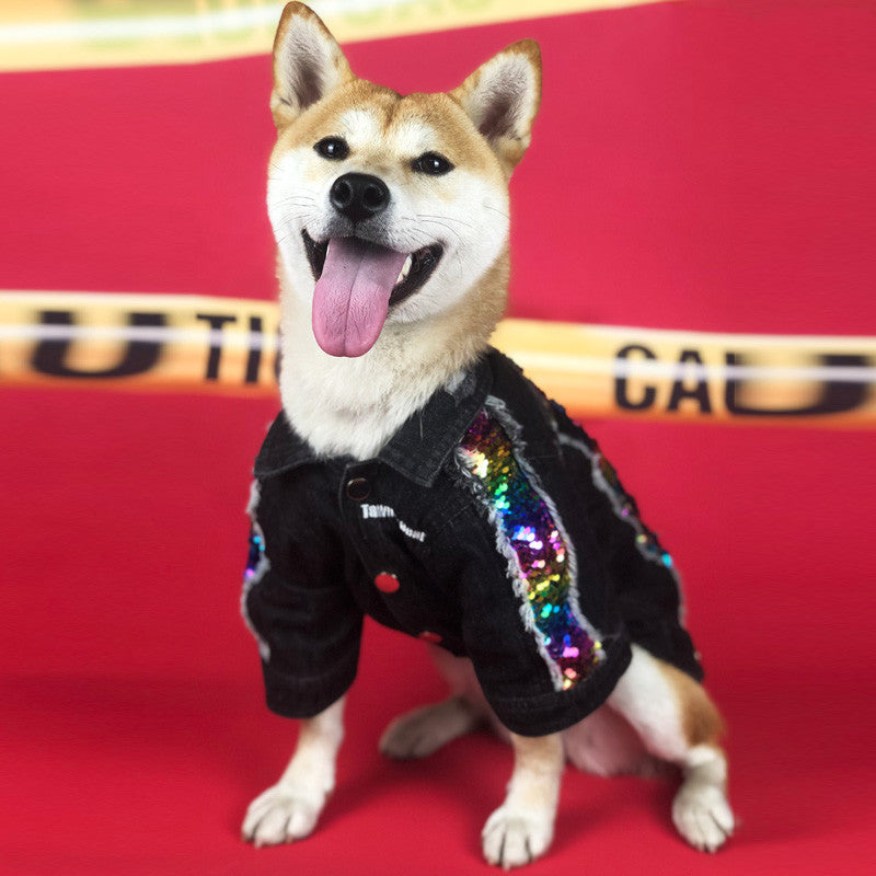 Happy dog wearing black denim jacket with rainbow sequined stripes on red background marked with caution tape