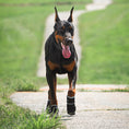 Load image into Gallery viewer, Doberman dog running along park path wearing black dog protective boots

