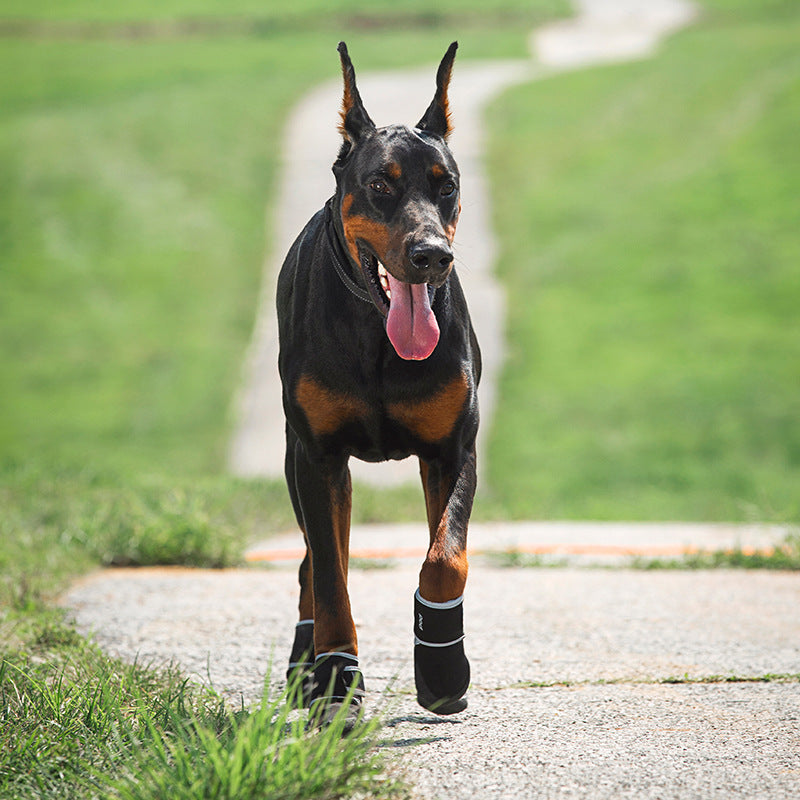 Doberman dog running along park path wearing black dog protective boots