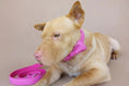 Load image into Gallery viewer, Light brown dog wearing pink velvet collar with bow lying on beige surface
