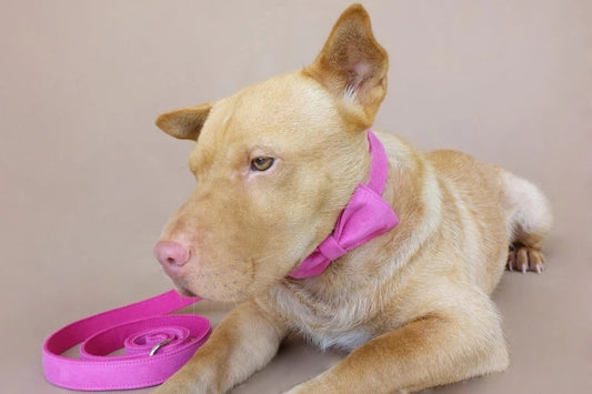 Light brown dog wearing pink velvet collar with bow lying on beige surface