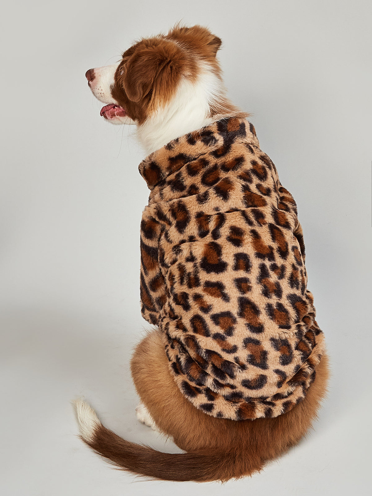 Brown and white dog sitting on floor showing back of plush leopard print jacket with tail exposed