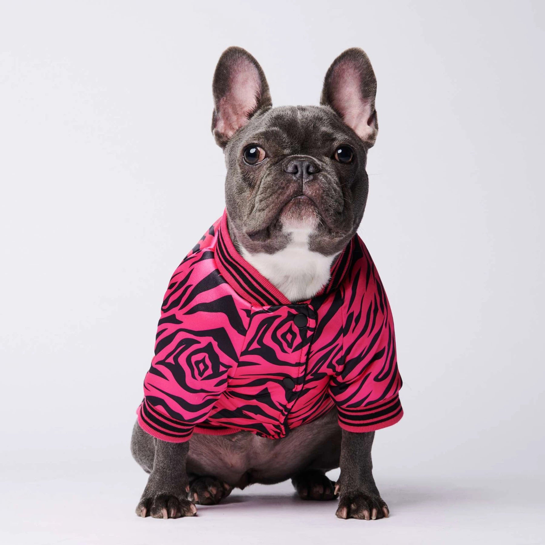 Hot pink zebra dog jacket