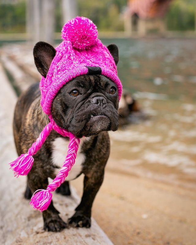 Wool Ball Thermal And Windproof Puffy Ball Knitted Dog Hat