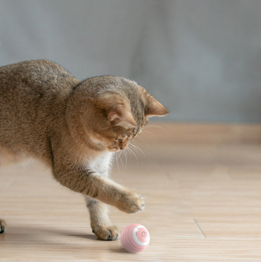 Gray tabby cat playing with a pink automatic interactive cat toy ball on a wooden floor