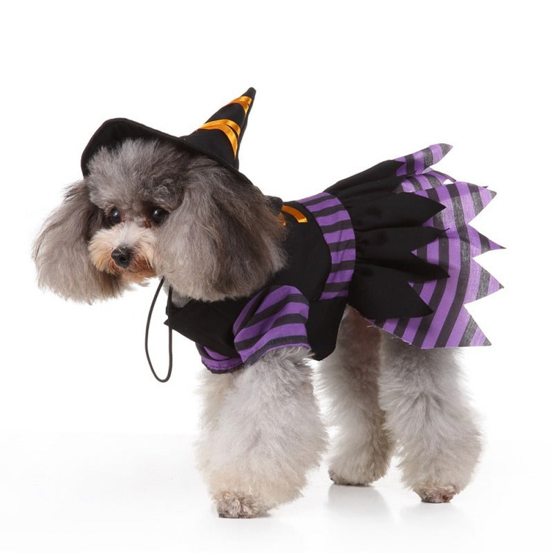 Small gray fluffy dog wearing a black witch costume with purple striped sleeves and skirt, standing and looking forward.