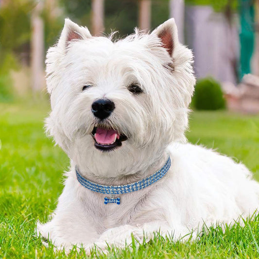 White fluffy dog wearing blue rhinestone collar outdoors on grass