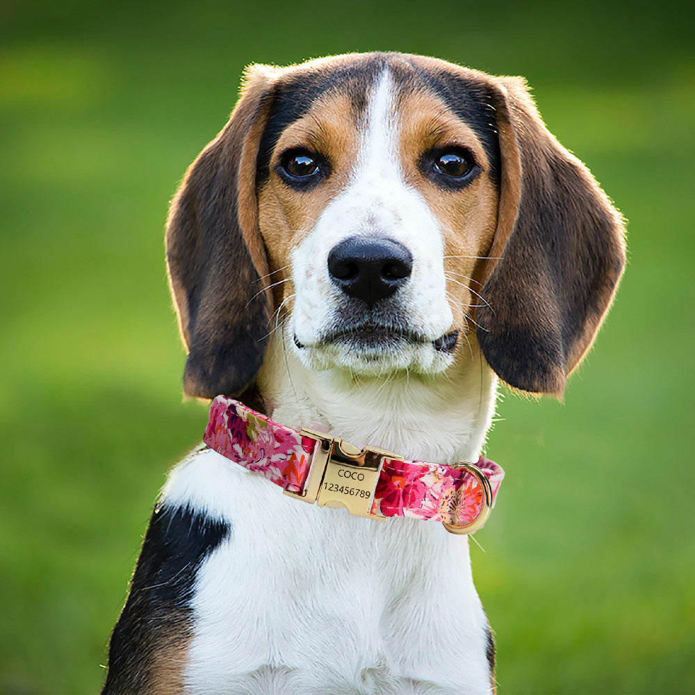 Beagle dog wearing pink floral collar with gold metal buckle outdoors