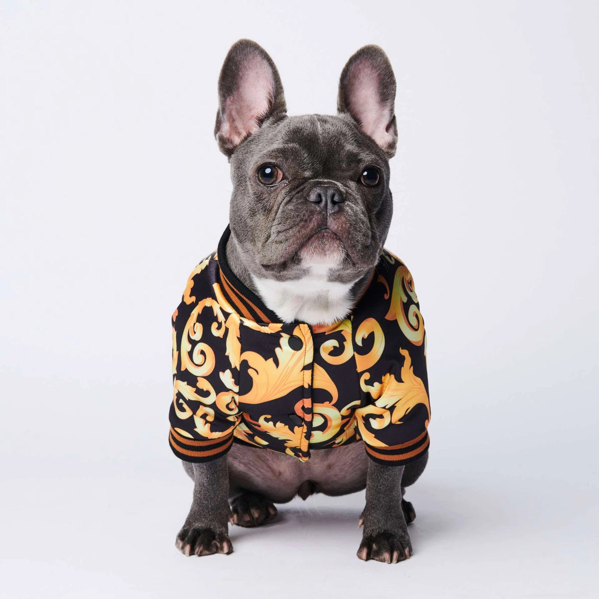 Front side view of French Bulldog in stylish black and gold floral dog coat