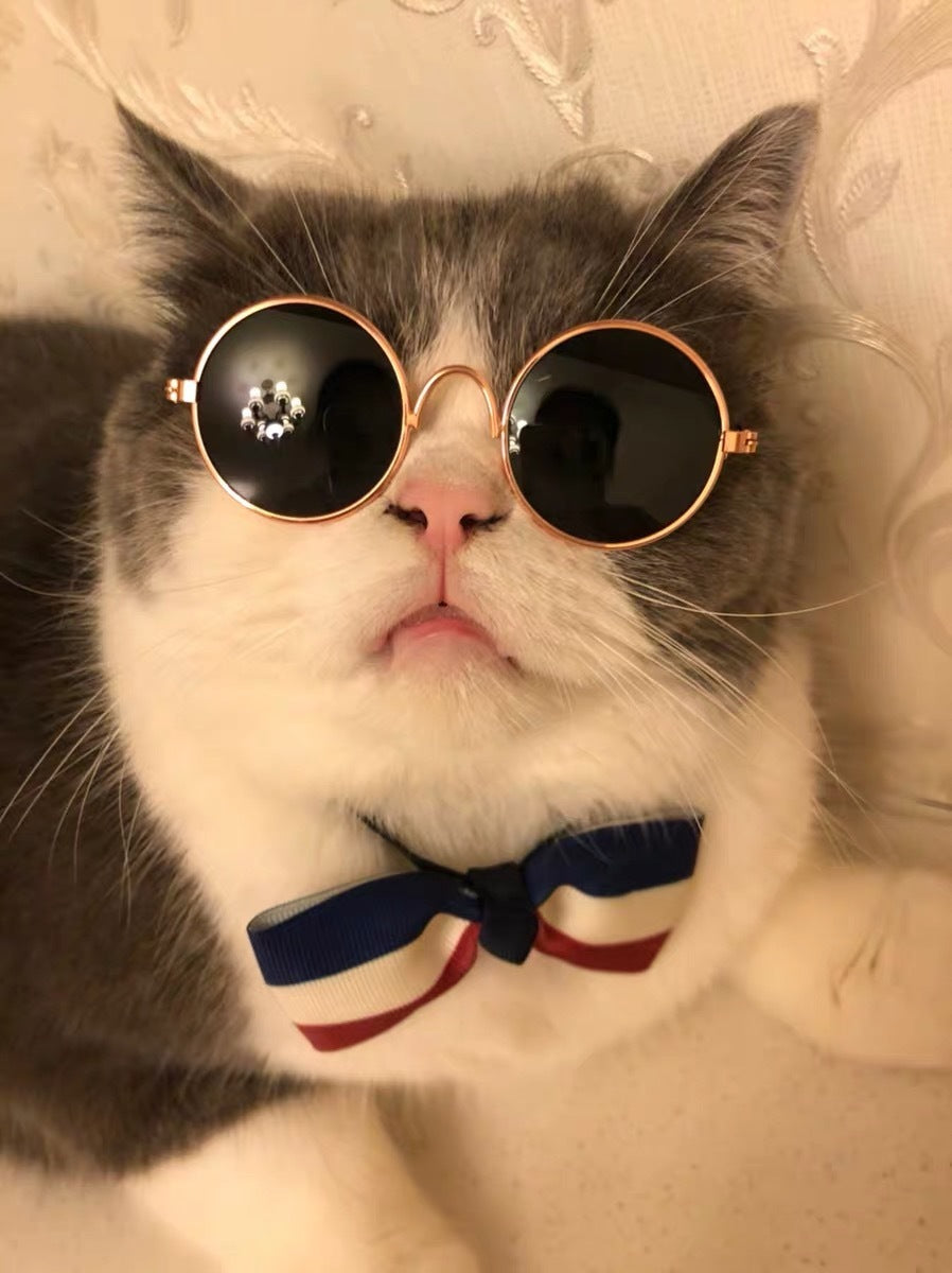 Grey and white cat with pink nose wearing round black sunglasses and striped bow tie