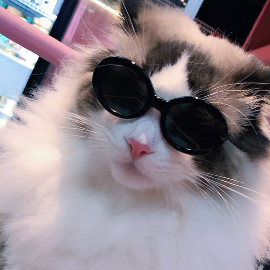 Retro frame pet sunglasses