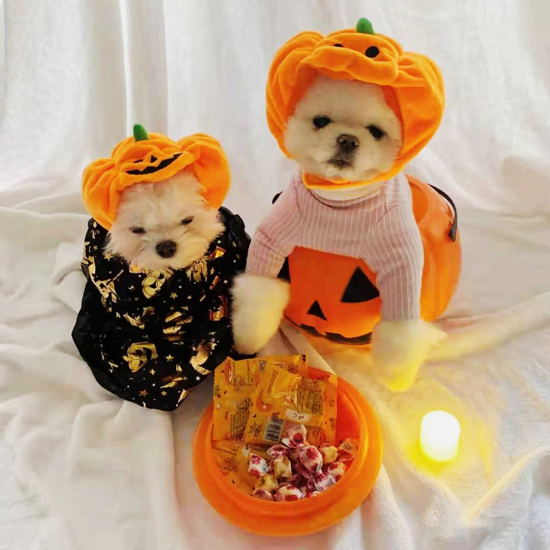 Two small dogs wearing Halloween pumpkin hats sitting on white fabric with a bowl of candy in front