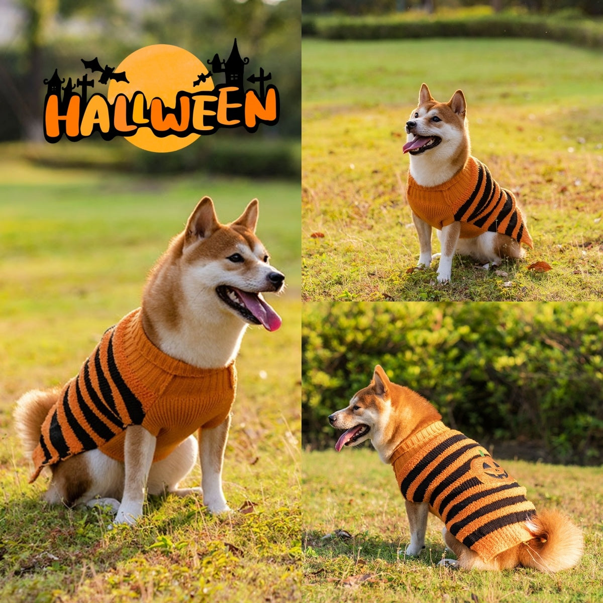 Dog wearing orange and black striped Halloween pumpkin sweater outdoors