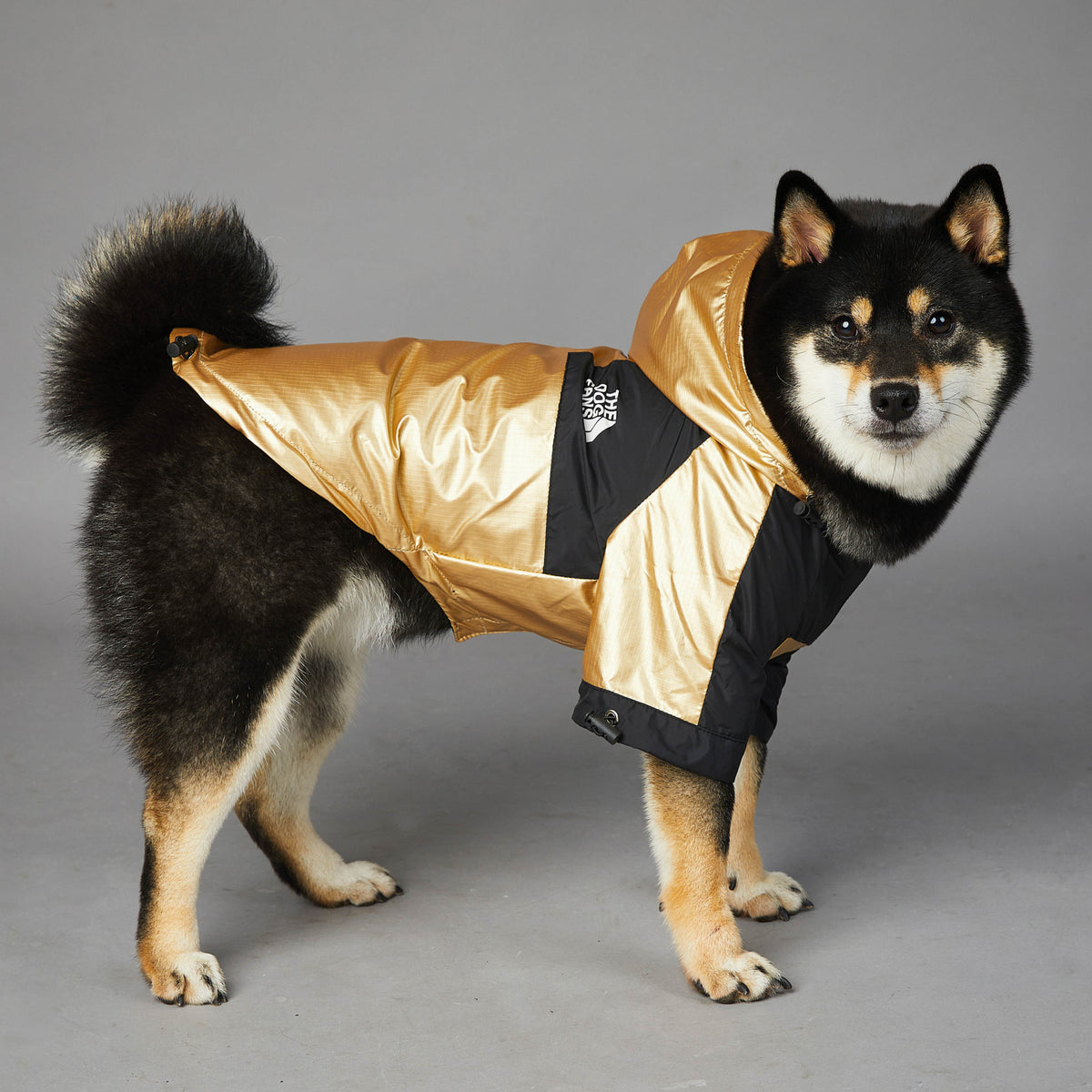 Side profile of a dog wearing a gold and black raincoat jacket with hood, standing on gray background