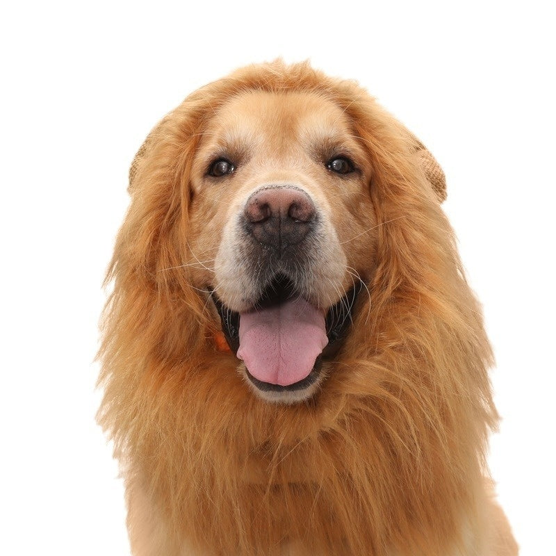 Close-up front view of golden retriever in bright orange lion mane hat