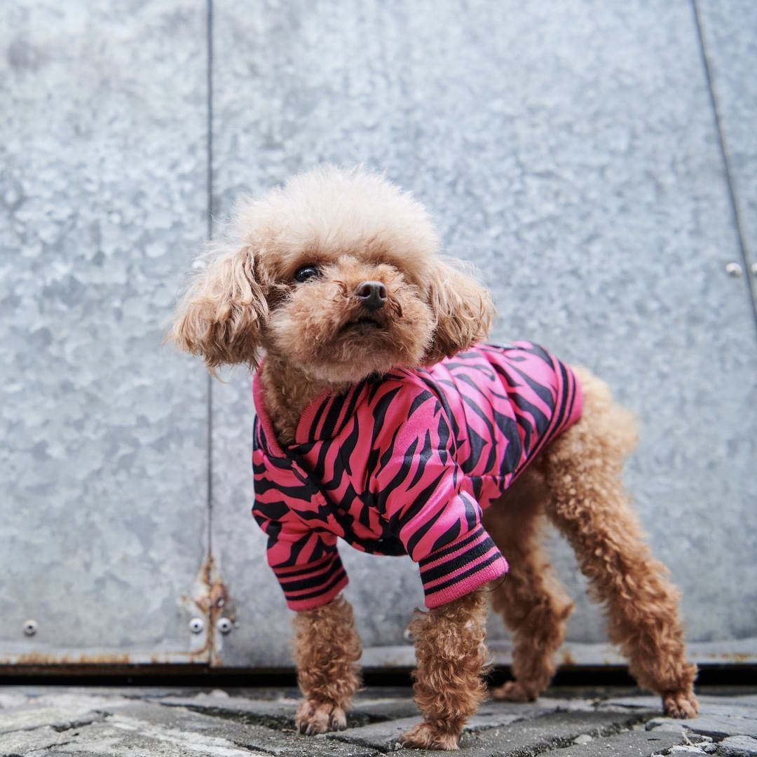 Hot pink zebra dog jacket