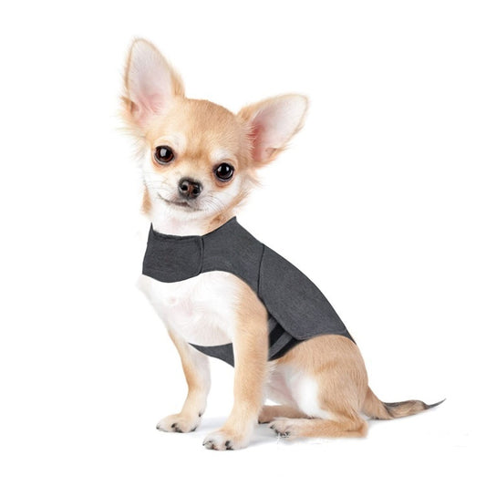 Small Chihuahua dog sitting and wearing a dark gray anxiety vest