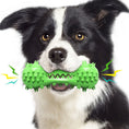 Load image into Gallery viewer, Black and white dog holding green spiked chew toy producing sound
