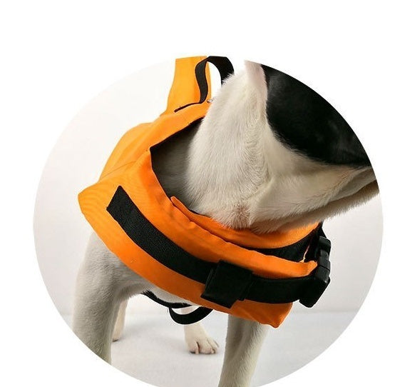 French Bulldog in orange shark fin life jacket showing secure black buckle strap around neck