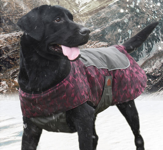 Black dog with tongue out wearing a pink camo-patterned and gray waterproof winter jacket in snowy conditions