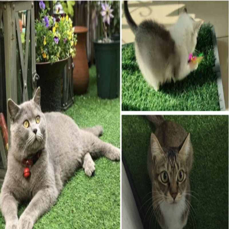 The Boss Pets