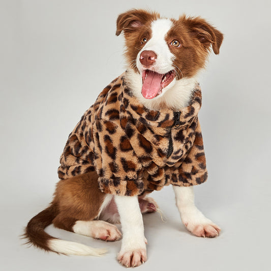 Brown and white dog wearing a plush leopard print jacket sitting on a white background