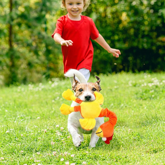 Small dog running outdoors with an orange and yellow plush chicken toy in its mouth