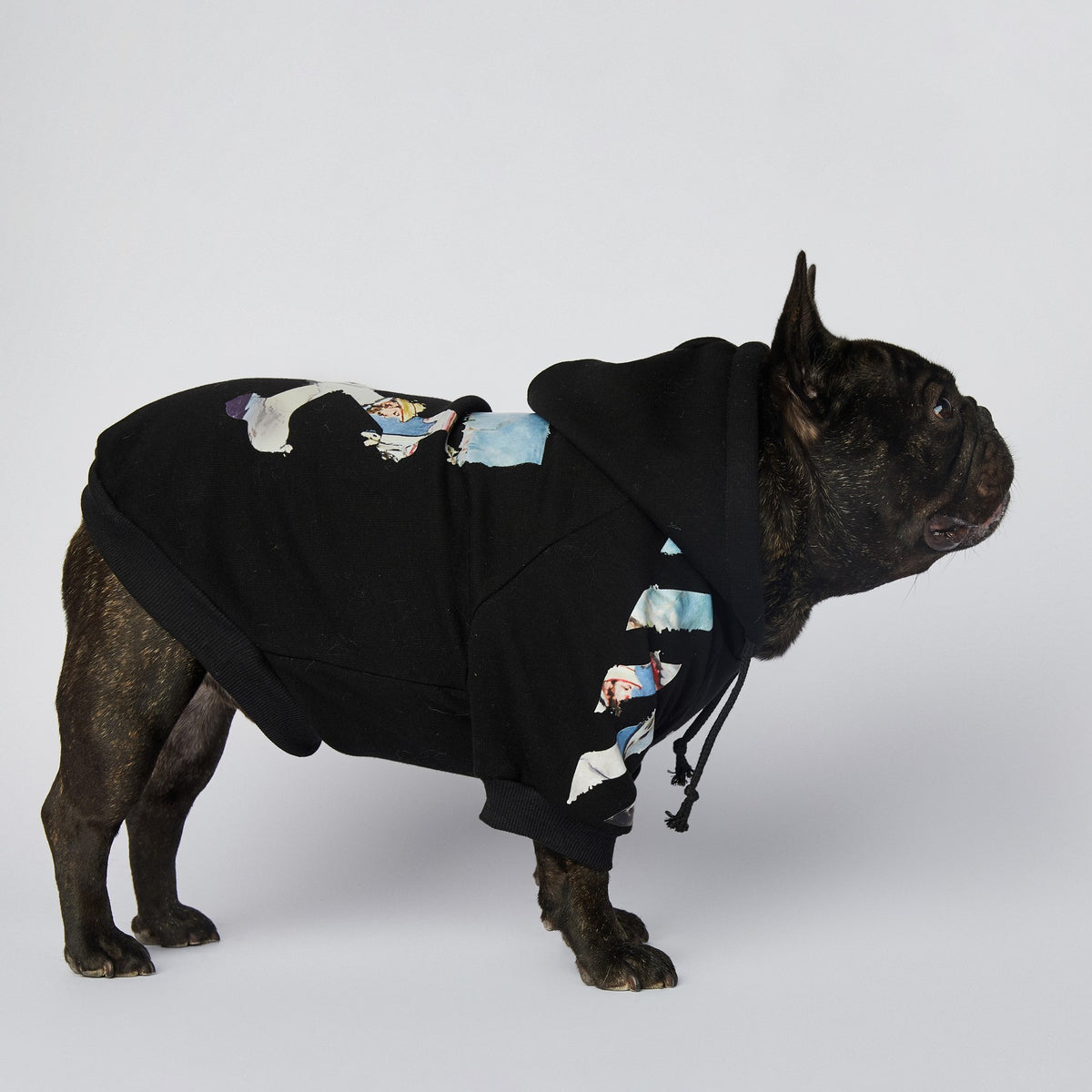 Side profile of French bulldog wearing black dog hoodie with oil painting style graphics on sleeves and back