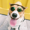 Charger l'image dans la visionneuse de la galerie, Pet photo glasses

