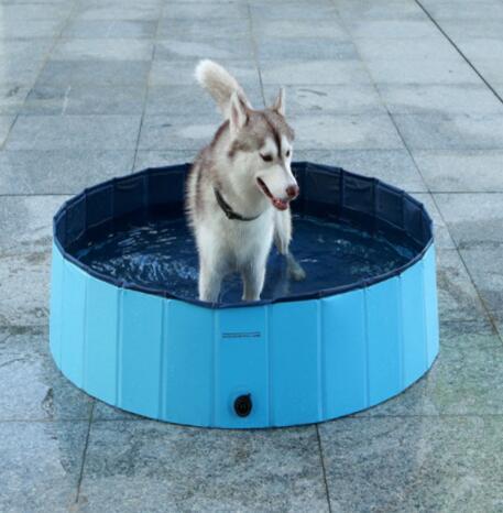 Husky standing inside filled blue foldable dog pool