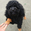 Cargar la imagen en la vista de la galería, Pet Dog Cat Shoes Cotton Shoes Supplies Teddy Puppy Snow Boots Pet Cotton Shoes Non-slip Bichon
