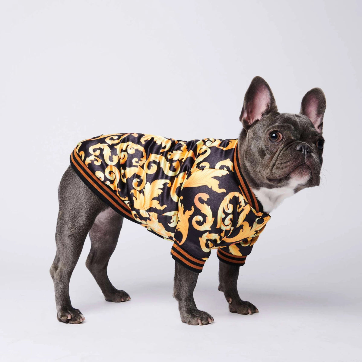 Side view of French Bulldog in designer black and gold dog jacket on white background