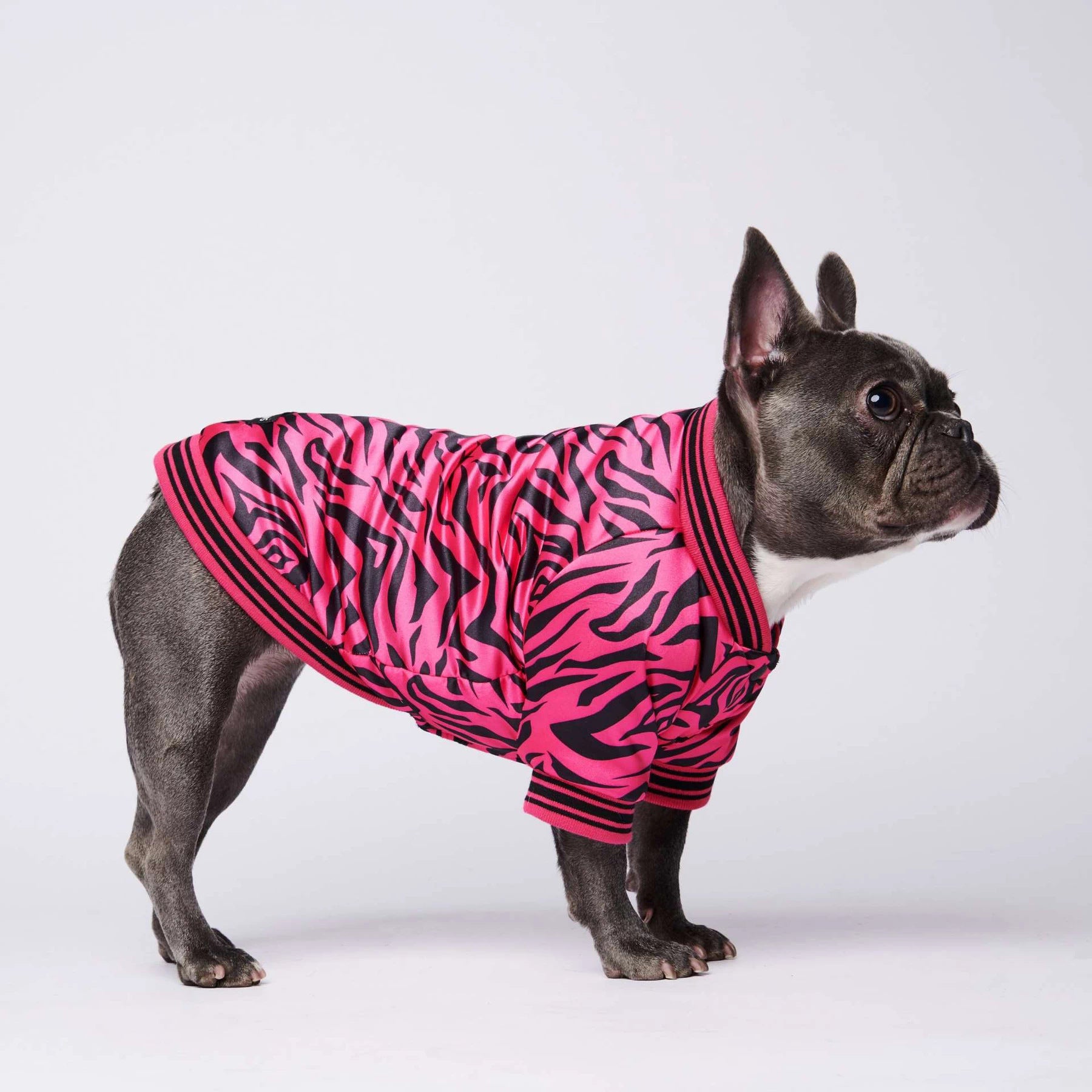 Hot pink zebra dog jacket