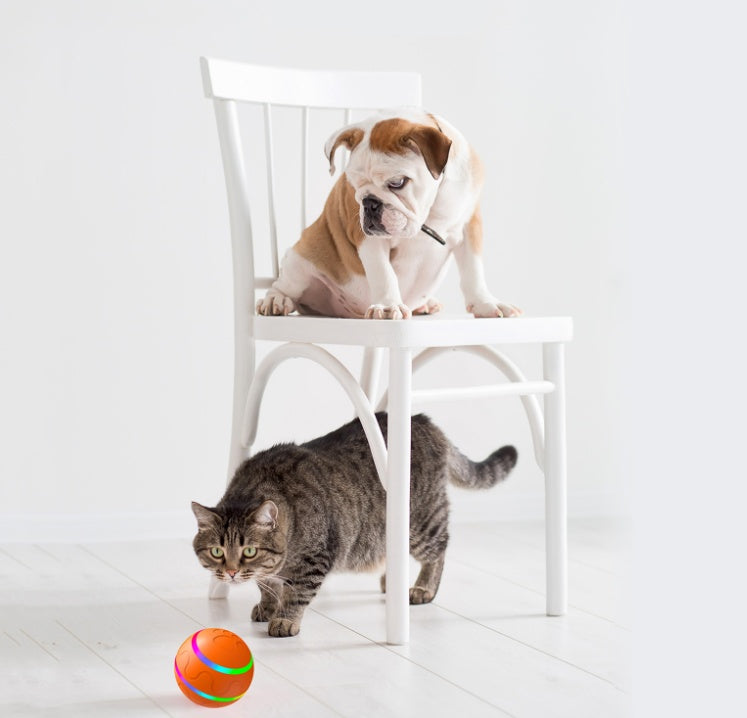 Tabby cat and bulldog puppy near an orange intelligent cat ball on white floor with white chair in background