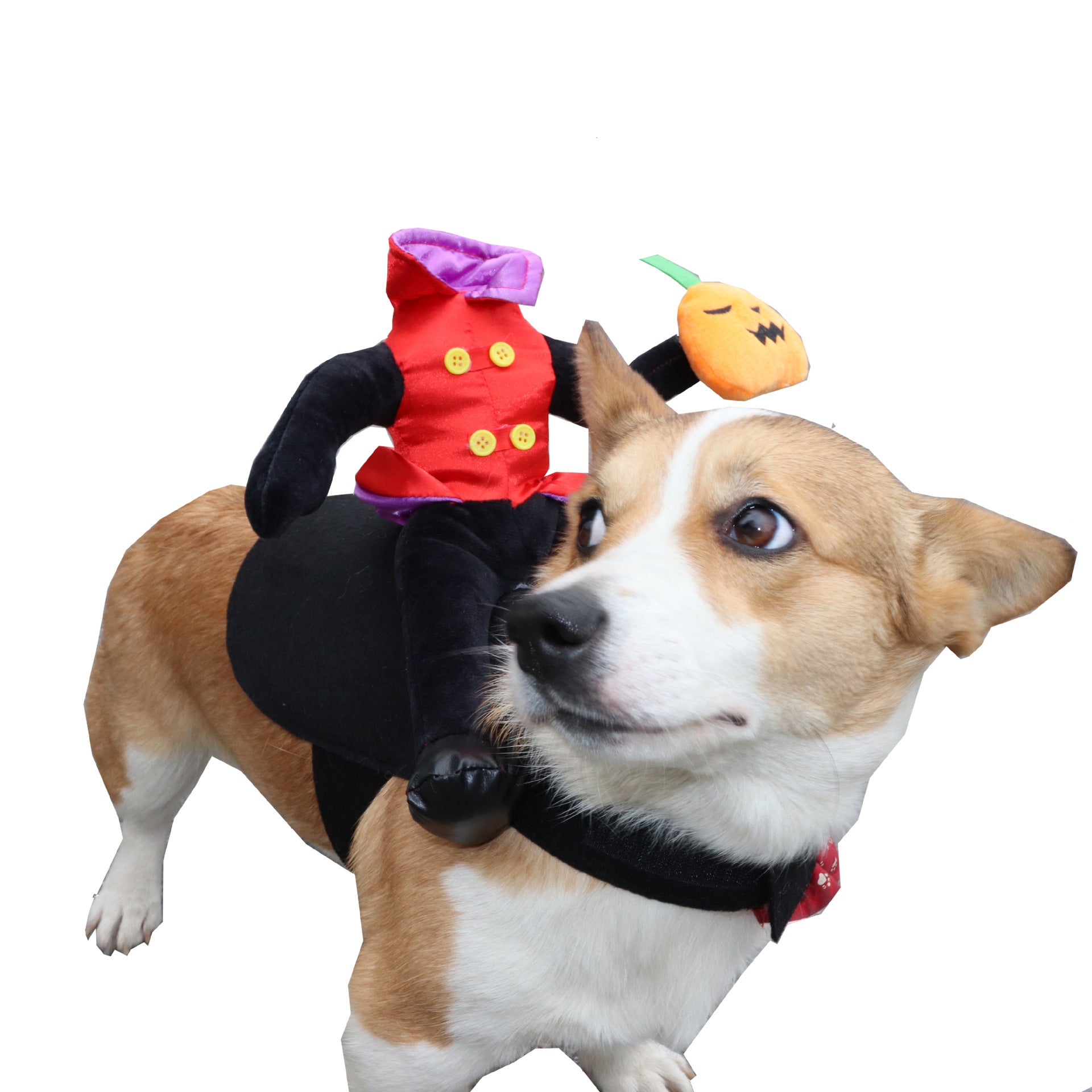 Corgi dog wearing the Halloween headless man costume looking sideways, showing the costume on its back with pumpkin detail
