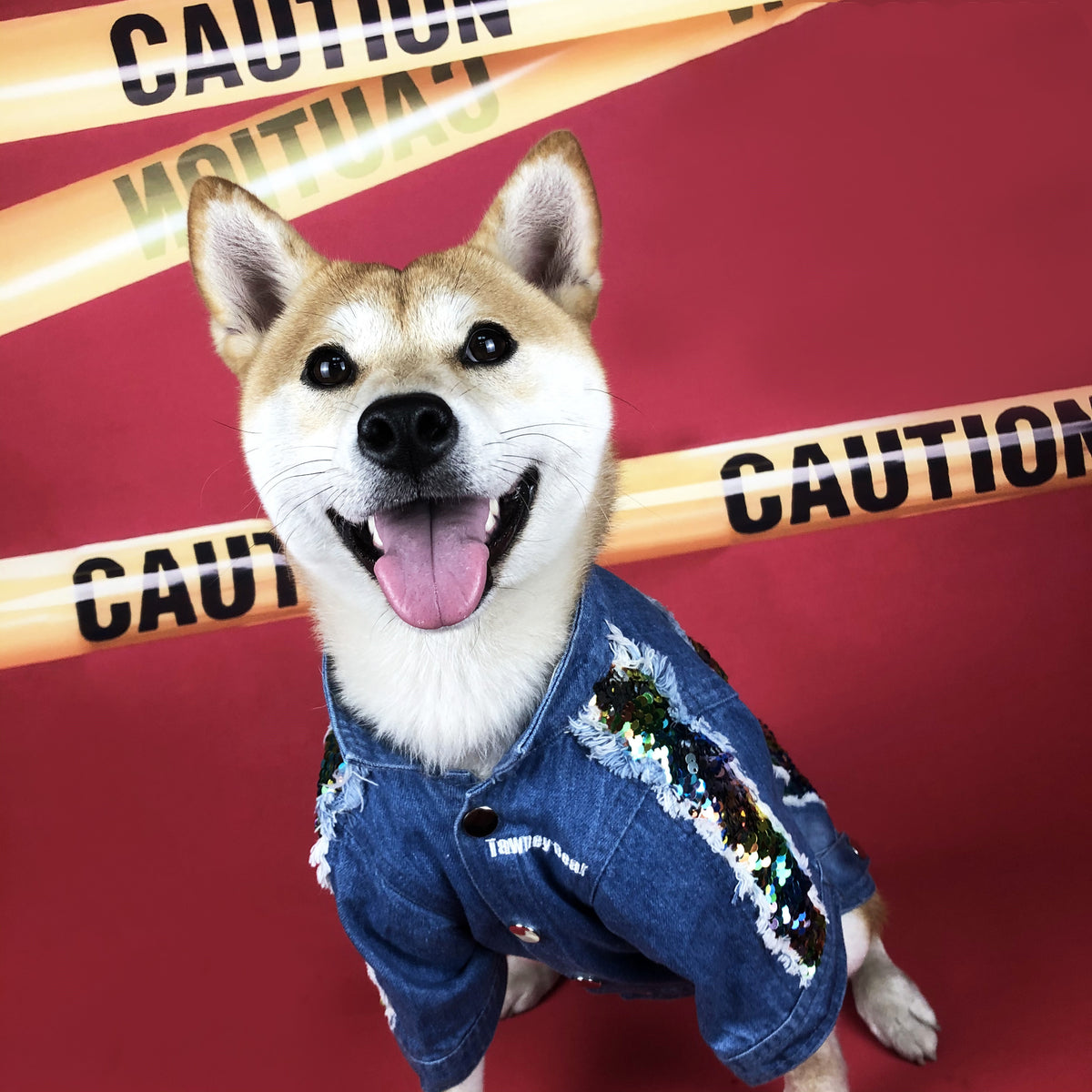 Smiling dog dressed in blue denim jacket featuring rainbow sequins and frayed trim on red background with caution tape