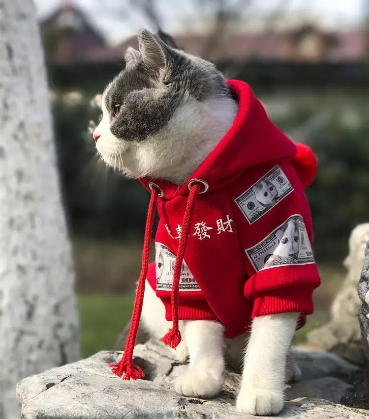 Gray and white cat wearing red cotton fleece pet hoodie with money print standing on a stone surface outdoors