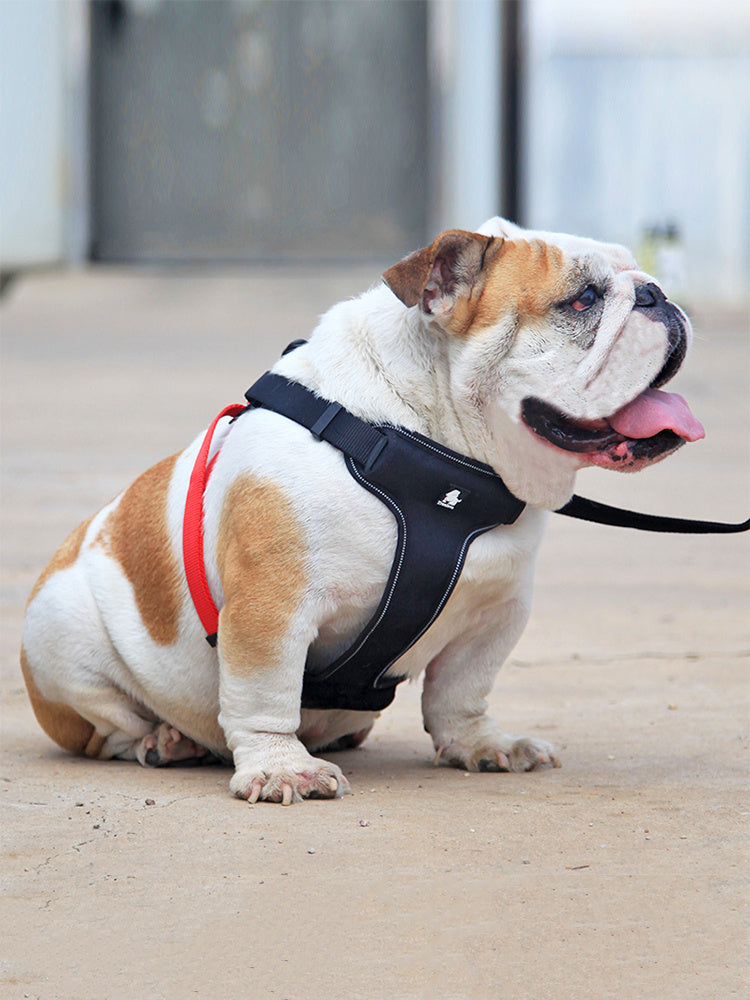Bulldog wearing black and red harness leash sitting on concrete ground
