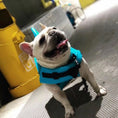 Cargar la imagen en la vista de la galería, White French Bulldog smiling and standing wearing blue shark fin life jacket with adjustable straps
