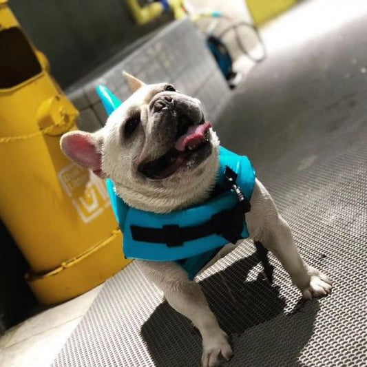 White French Bulldog smiling and standing wearing blue shark fin life jacket with adjustable straps