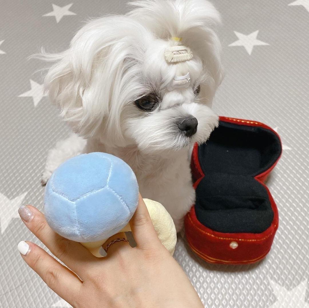 Single Dog Sounding Toy Ring Set
